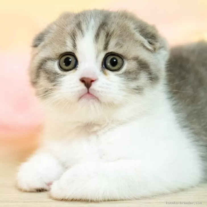 うに 様のお迎えした子猫