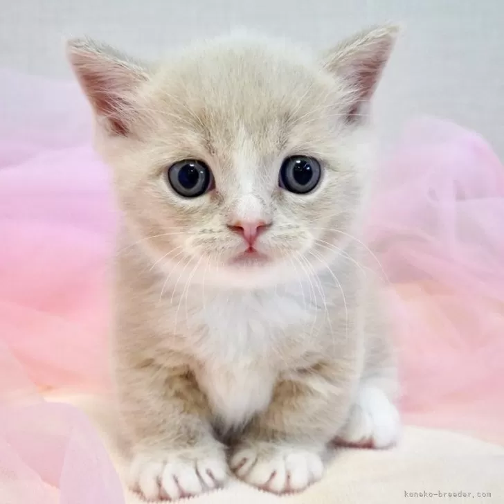 みぽり 様のお迎えした子猫