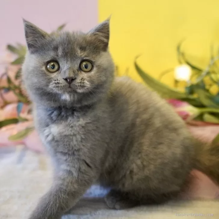 ID:2412-00576の子猫