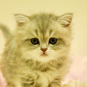ミヌエット(長足)【岐阜県・女の子・2025年8月29日・ブルーチンチラシルバータビー（ロング）】の写真「萌きゅん！小柄でとびきり可愛い女の子」
