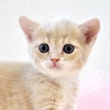 マンチカン(長足)【岐阜県・男の子・2025年8月5日・クリーム&ホワイト】の写真「大きな瞳とお耳が可愛い！元気いっぱいの男の子」