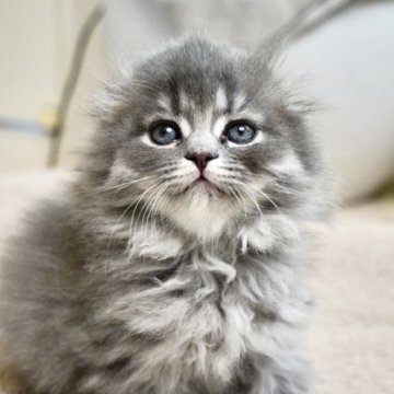 スコティッシュフォールド(折れ耳)【岐阜県・女の子・2025年9月23日・ブルータビー】の写真「ふんわりカラーとぺたんこ折れ耳のお嬢様」