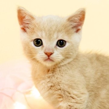 マンチカン(長足)【岐阜県・男の子・2025年4月1日・クリームタビー】の写真「遊び好きな甘えんぼさん！」