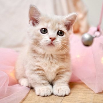 マンチカン【岐阜県・女の子・2025年9月29日・クリームタビー】の写真「萌きゅん！小柄でとびきり可愛い女の子」