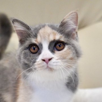 ブリティッシュショートヘア【岐阜県・女の子・2025年8月5日・ダイリュートキャリコ】の写真「遊び好きなかまってちゃん♡人気のダイリュート！」