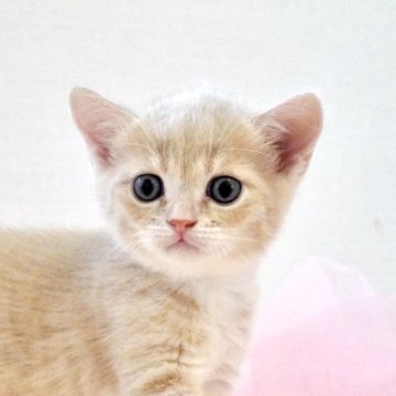 マンチカン(長足)【岐阜県・男の子・2025年8月5日・クリーム&ホワイト】の写真「大きな瞳とお耳が可愛い！元気いっぱいの男の子」