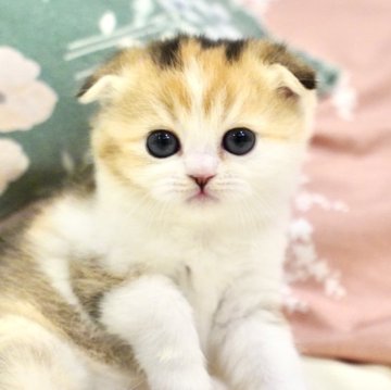 スコティッシュフォールド(折れ耳)【岐阜県・女の子・2025年3月16日・キャリコ】の写真「配色の美しい模様のキャリコ。運気上昇しそう⁉」
