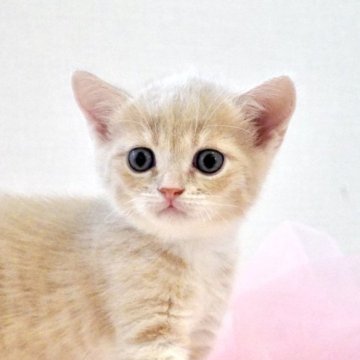 マンチカン(長足)【岐阜県・男の子・2025年8月5日・クリーム&ホワイト】の写真「大きな瞳とお耳が可愛い！元気いっぱいの男の子」