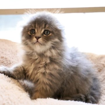 スコティッシュフォールド(折れ耳)【岐阜県・女の子・2025年9月23日・ブルータビー】の写真「ふんわりカラーとぺたんこ折れ耳のお嬢様」