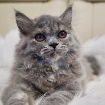 ブリティッシュショートヘア【岐阜県・女の子・2025年8月5日・ブルークリーム（ロング）】の写真「ふわふわ可愛いお上品な女の子！指先クリーム」