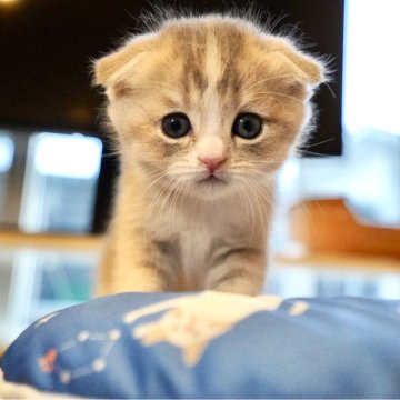 スコティッシュフォールド(折れ耳)【岐阜県・男の子・2025年9月25日・ブルータビー】の写真「不思議な淡い色合いが可愛いクリクリお目目の男の子」