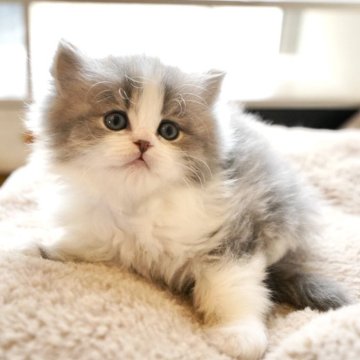 スコティッシュフォールド(立ち耳)【岐阜県・女の子・2025年9月23日・ブルータビー&ホワイト】の写真「人気のハチワレガール！将来期待大の可愛い子！」