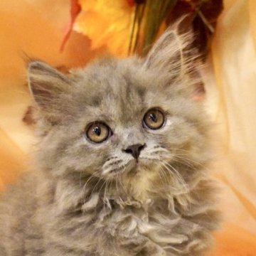 ブリティッシュロングヘア【岐阜県・女の子・2025年8月5日・ブルークリーム】の写真「ふわふわ可愛いお上品な女の子!指先クリーム」