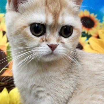 ブリティッシュショートヘア【岐阜県・女の子・2025年5月20日・チンチラゴールデン】の写真「零れ落ちそうな大きな瞳がチャームポイント！」
