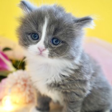 ミヌエット(長足)【岐阜県・男の子・2025年3月3日・ブルー&ホワイト】の写真「とっても可愛いお顔の甘えんぼ男の子」