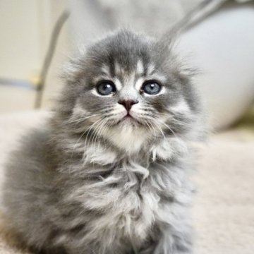 スコティッシュフォールド(折れ耳)【岐阜県・女の子・2025年9月23日・ブルータビー】の写真「ふんわりカラーとぺたんこ折れ耳のお嬢様」