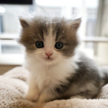 スコティッシュフォールド(立ち耳)【岐阜県・男の子・2025年9月23日・ブルータビーホワイト】の写真「おしゃれなブルーホワイト！整ったアイドルフェイス！」