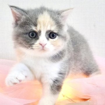 ブリティッシュショートヘア【岐阜県・女の子・2025年8月5日・ダイリュートキャリコ】の写真「遊び好きなかまってちゃん♡人気のダイリュート！」