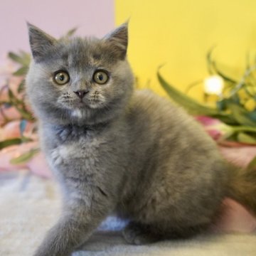 マンチカン【岐阜県・女の子・2024年11月5日・ブルークリーム】の写真「ちょっぴりシャイだけど心を許したら甘々です！」