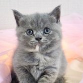ブリティッシュショートヘア