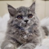 ブリティッシュショートヘア