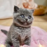 ブリティッシュショートヘア