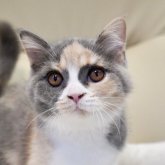 ブリティッシュショートヘア