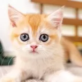 ブリティッシュショートヘア