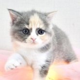 ブリティッシュショートヘア