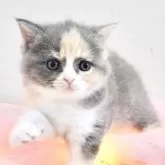 ブリティッシュショートヘア