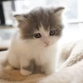 スコティッシュフォールド(立ち耳)