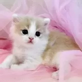 マンチカン(長足)