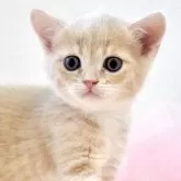 マンチカン(長足)