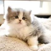 スコティッシュフォールド(立ち耳)