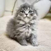 スコティッシュフォールド(折れ耳)