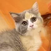 ブリティッシュショートヘア