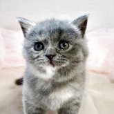 ブリティッシュショートヘア