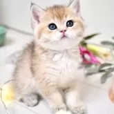 ブリティッシュショートヘア