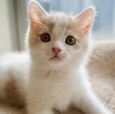 マンチカン(長足)