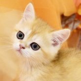 ブリティッシュショートヘア