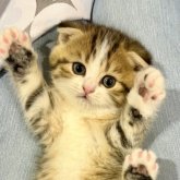 スコティッシュフォールド(折れ耳)