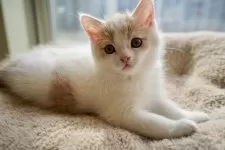 マンチカン(長足)【岐阜県・男の子・2025年9月5日・クリーム&ホワイト】の写真2