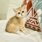 ブリティッシュショートヘア【岐阜県・男の子・2025年3月9日・チンチラゴールデン】の写真6