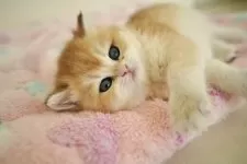 ブリティッシュショートヘア【岐阜県・女の子・2026年2月5日・チンチラゴールデン】の写真2