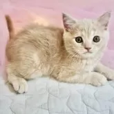 マンチカン(長足)【岐阜県・男の子・2025年4月1日・クリームタビー】の写真2「迎えに来てね！」