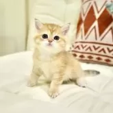 ブリティッシュショートヘア【岐阜県・男の子・2025年3月9日・チンチラゴールデン】の写真8