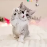 マンチカン(長足)【岐阜県・女の子・2025年3月17日・ブルータビーホワイト】の写真6「招き猫ポーズにゃん！」