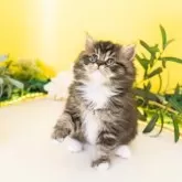 ミヌエット×ラグドール【岐阜県・女の子・2026年1月23日・ブラックタビー&ホワイト】の写真7