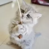 ミヌエット(長足)【岐阜県・女の子・2025年8月29日・ブルーチンチラシルバータビー】の写真8「おもちゃ大好き❤」