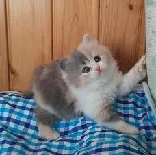 ID:2106-02161の子猫